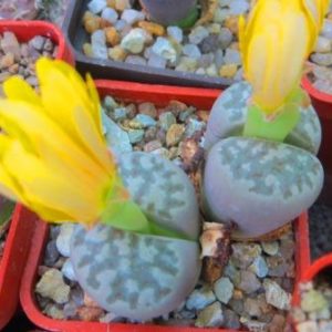 lithops dorotheae c124