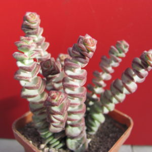 Crassula   marnieriana