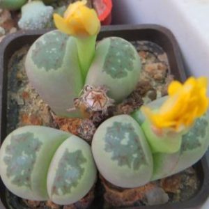 lithops dorotheae green