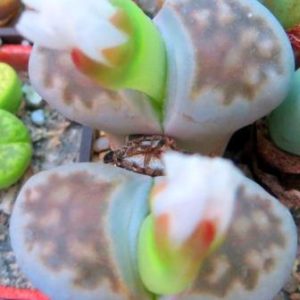 lithops karasmontana c 56