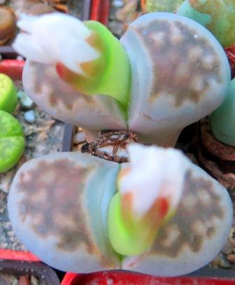 lithops karasmontana c 56