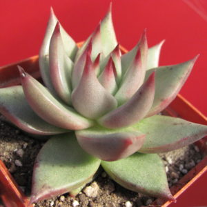 Echeveria     Romeo
