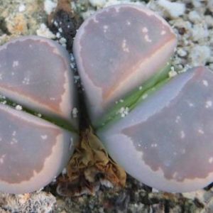 lithops olivacea c162