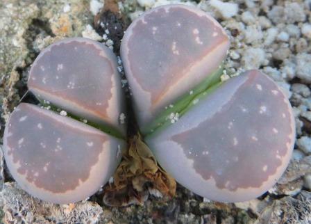 lithops olivacea c162