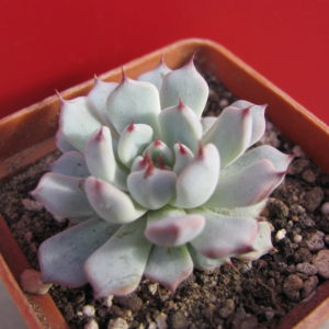 Echeveria   cuspidata   zaragoza