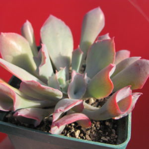 Echeveria       Trumpet   Pinky
