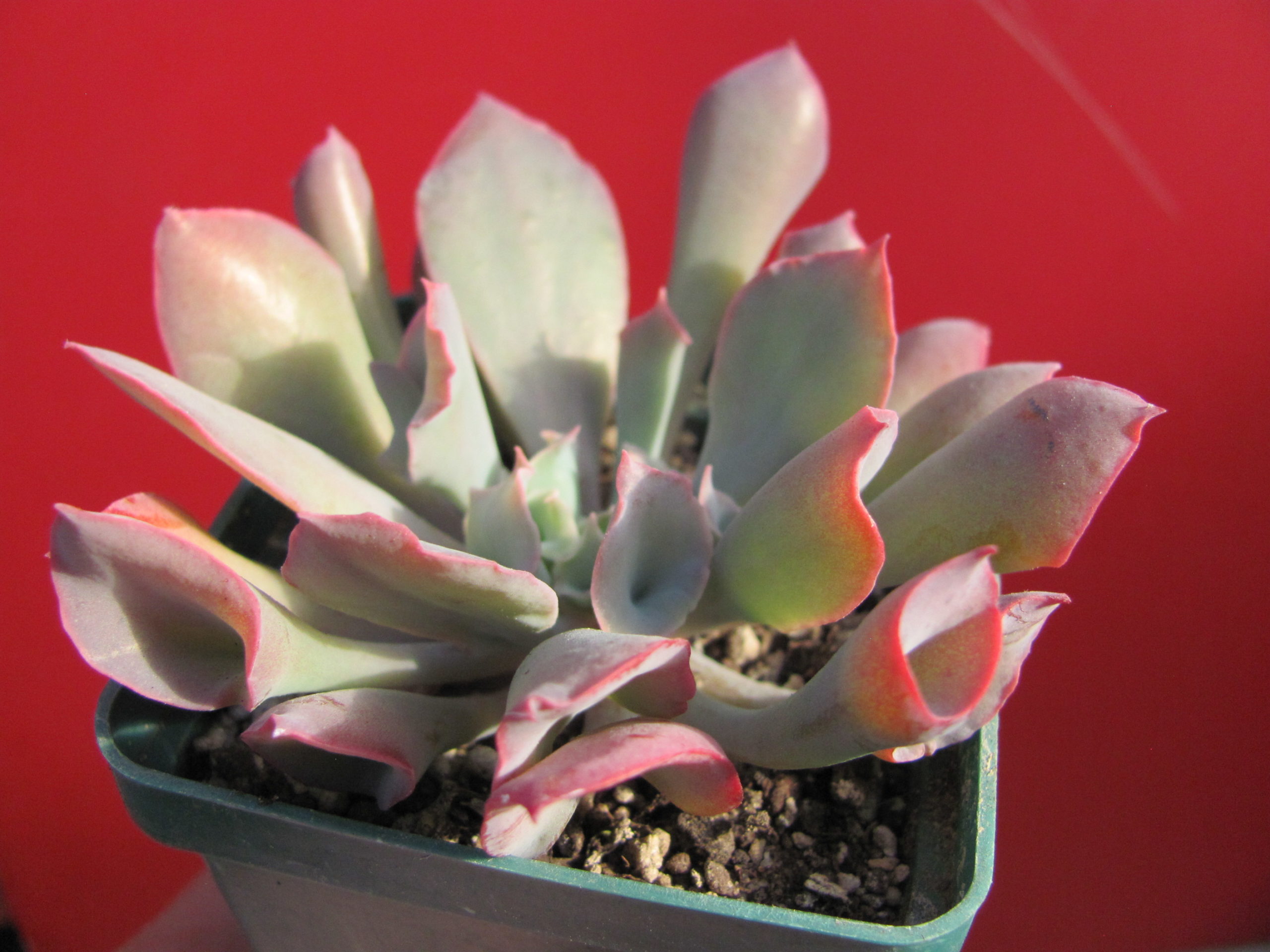 Echeveria       Trumpet   Pinky