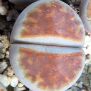 lithops blood red