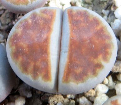 lithops blood red