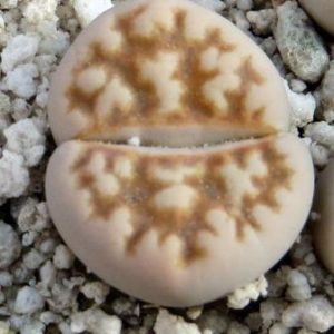 lithops karasmontana summitatum