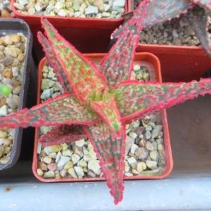 aloe hybrid Тай