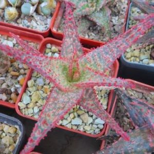 aloe hybrid Тай
