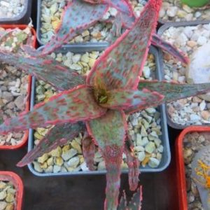 aloe hybrid Тай