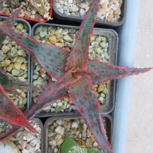 aloe hybrid Тай