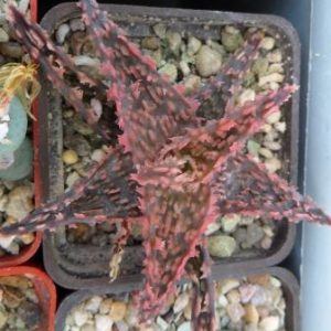 aloe hybrid Тай