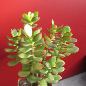 Crassula    ovata   minor