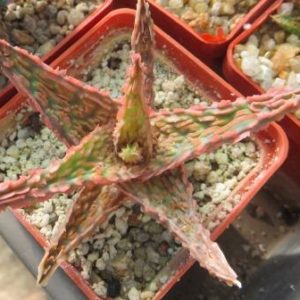 aloe hybrid Тай