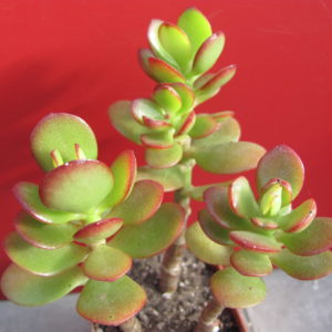 Crassula   ovata    minor     3 разом