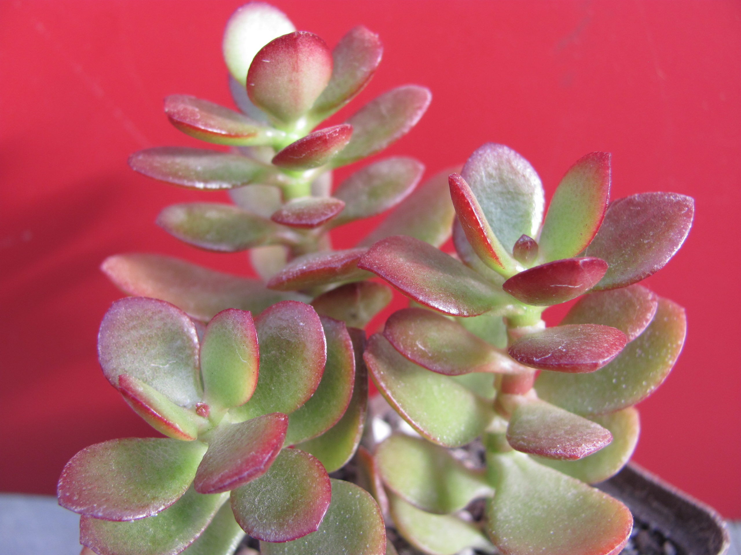 Crassula     ovata   minor   3 разом