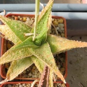 aloe lemon green