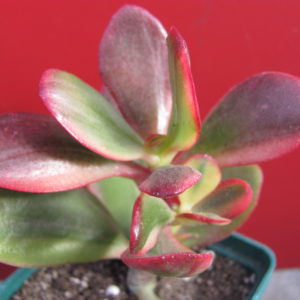 Crassula   Hummels   Sunset   variegata