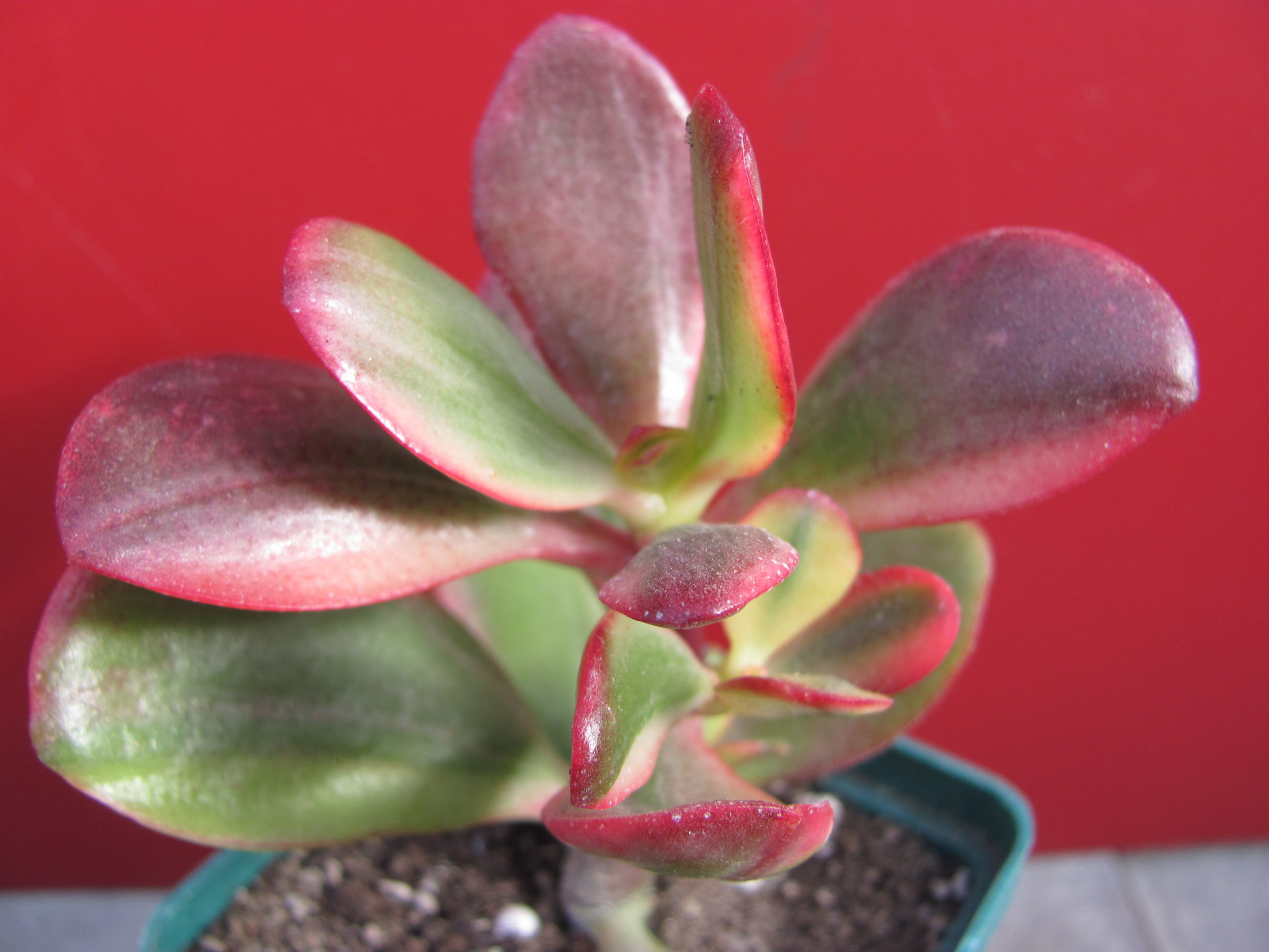 Crassula   Hummels   Sunset   variegata