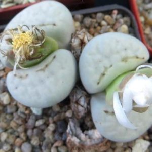 1620.2 lithops julii  c 349