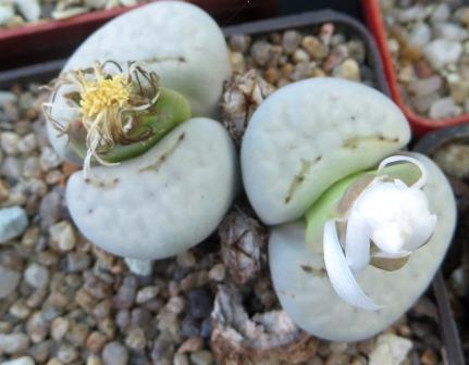 1620.2 lithops julii c 349