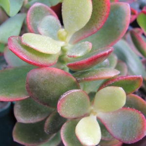 Crassula     Hummels   Sunset