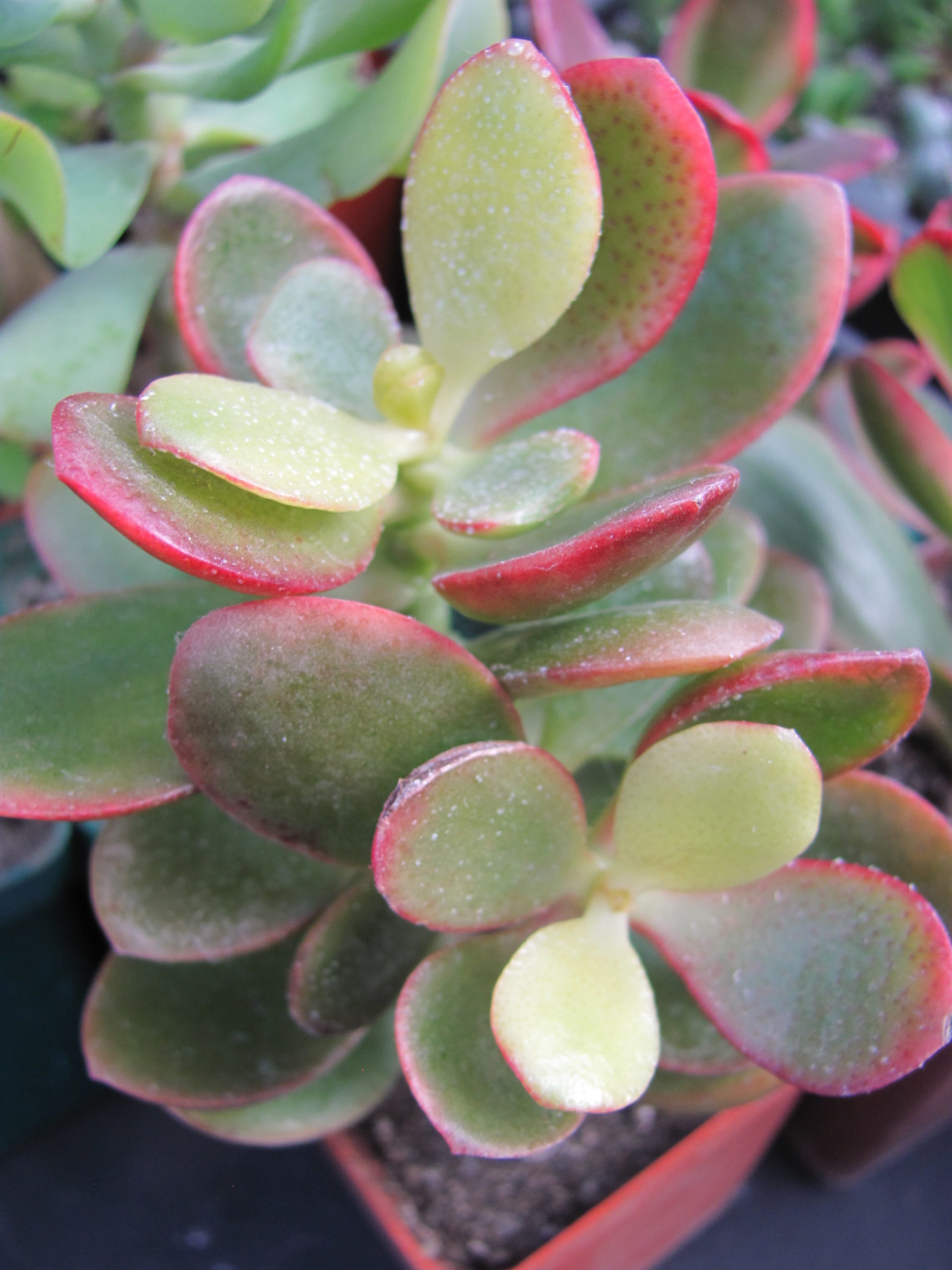 Crassula     Hummels   Sunset