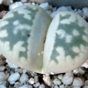 1625.7 lithops karasmontana bella C 285