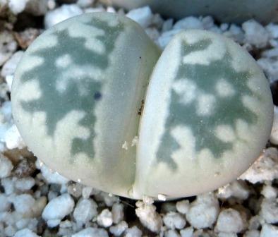 1625.7 lithops karasmontana bella C 285