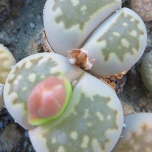 lithops julii С 063