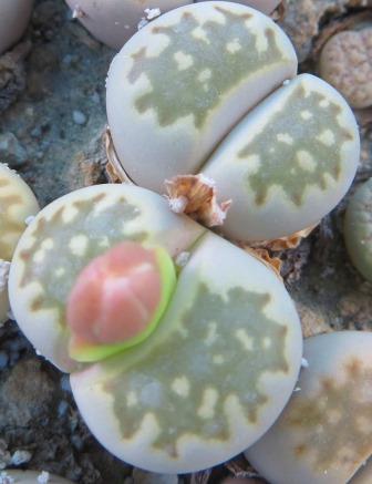 lithops julii С 063