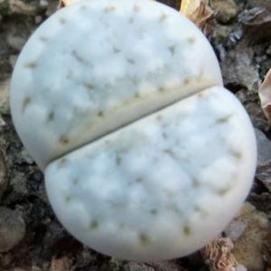 lithops julii pallid SB 1344