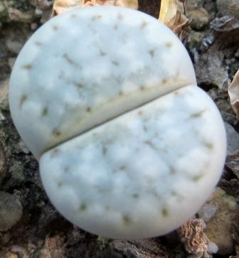 lithops julii pallid SB 1344