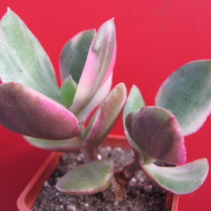 Crassula    ovata   variegata