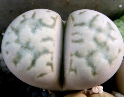 lithops karasmontana eberlanzii erniana c 209
