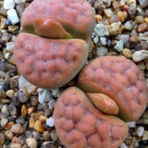 lithops karasmontana red