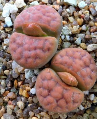 lithops karasmontana red