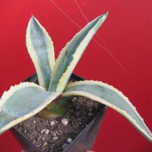 Agava      sp.    ( salmiana )