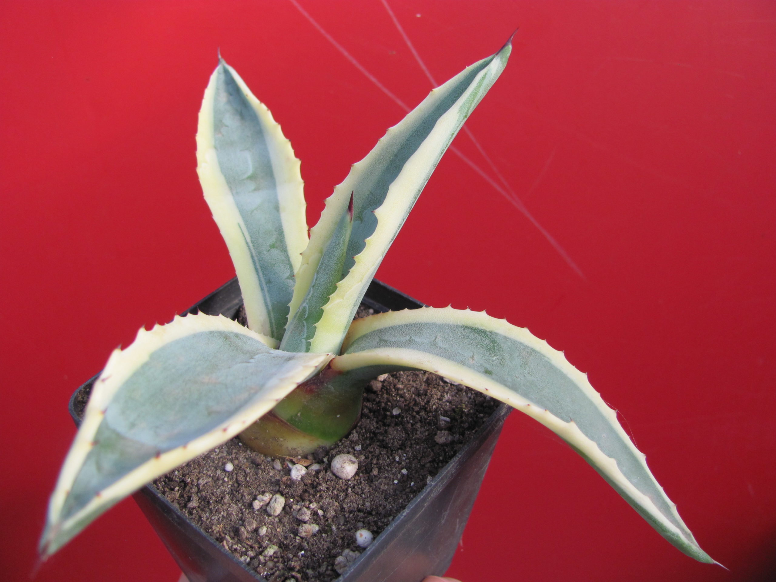 Agava      sp.    ( salmiana )