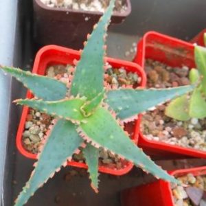 aloe hybrid