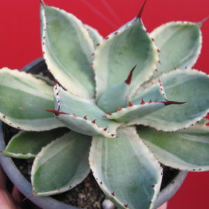 Agava     potatorum     *Kissho   Kan*   variegata