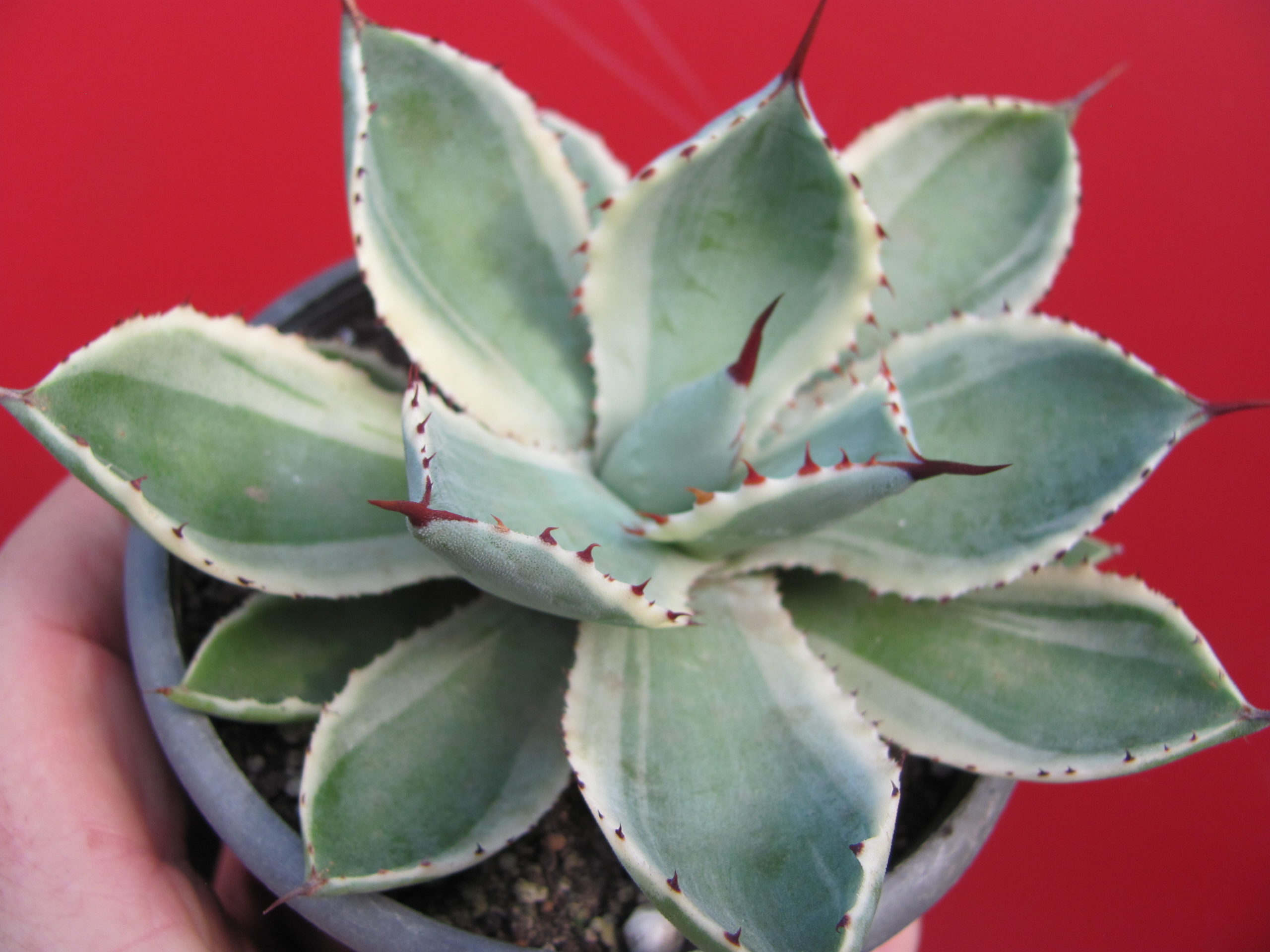 Agava     potatorum     *Kissho   Kan*   variegata