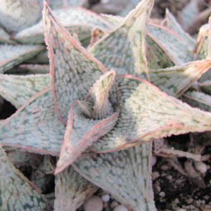 Aloe     hybr .   *White*     ( hybrid  Lipskiy )