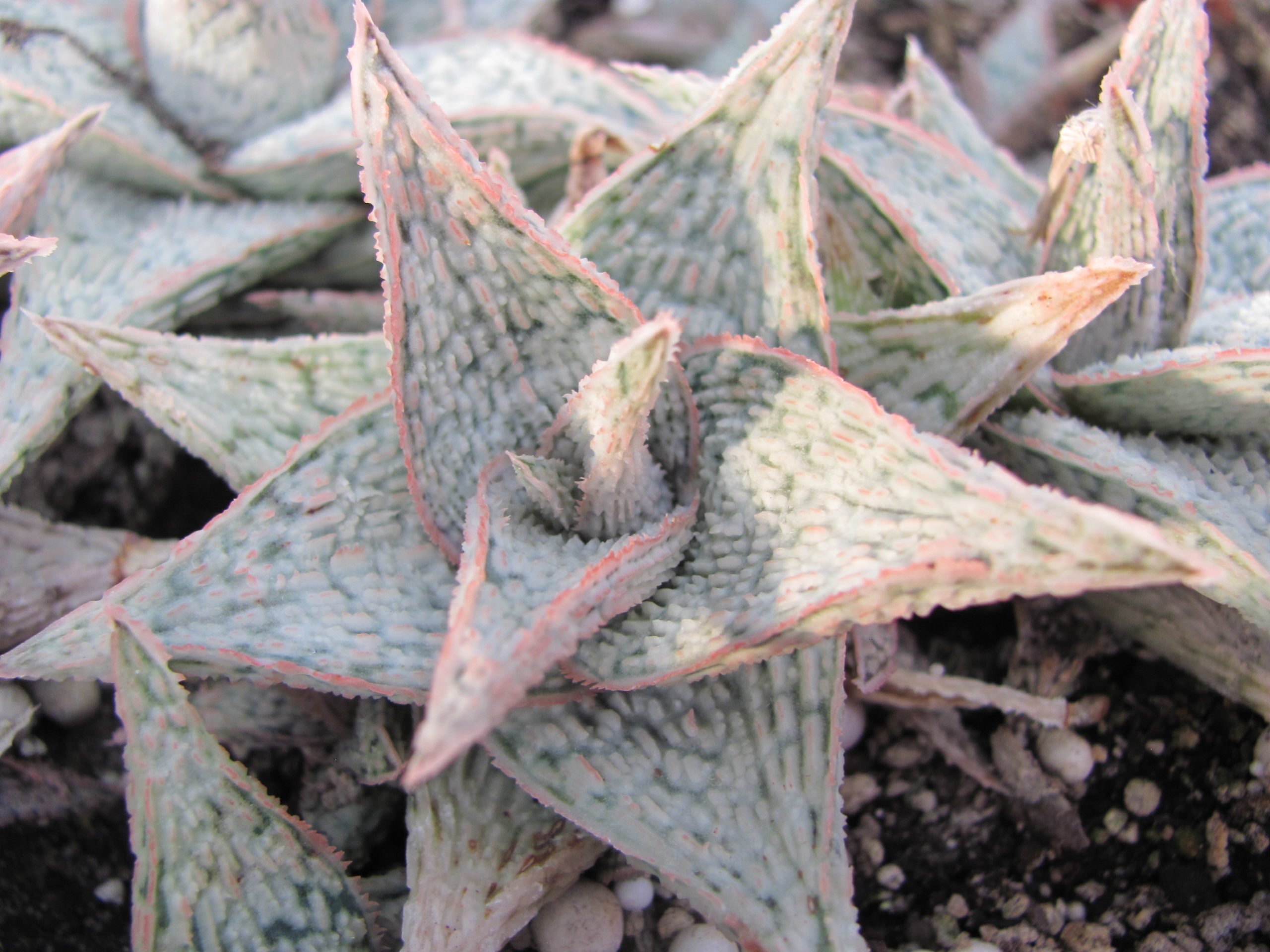 Aloe     hybr .   *White*     ( hybrid  Lipskiy )