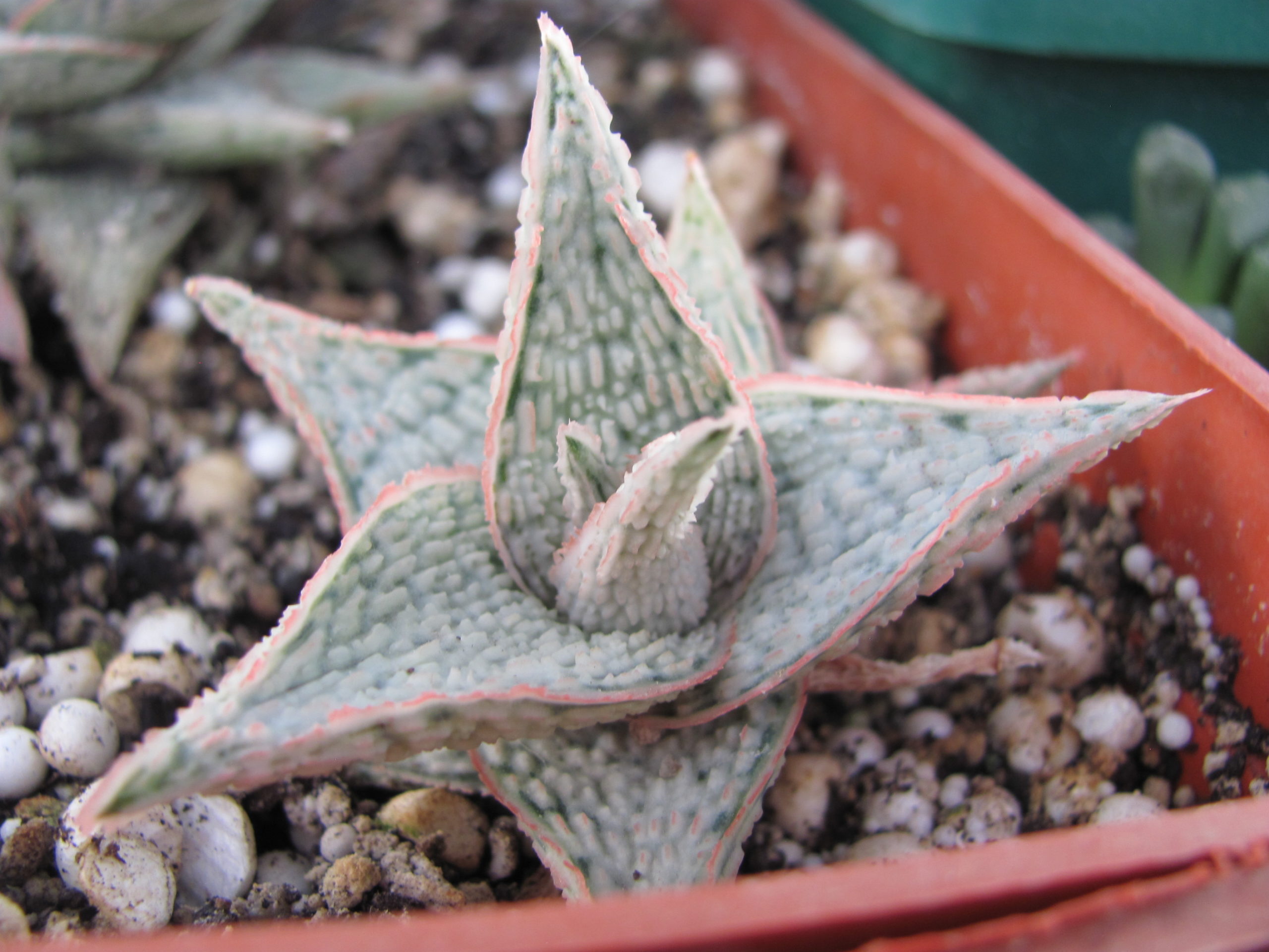 Aloe     hybr.     *White*     ( hybrid   Lipskiy )