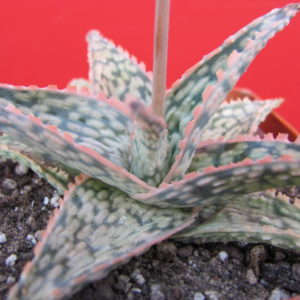 Aloe   hybr.     #11