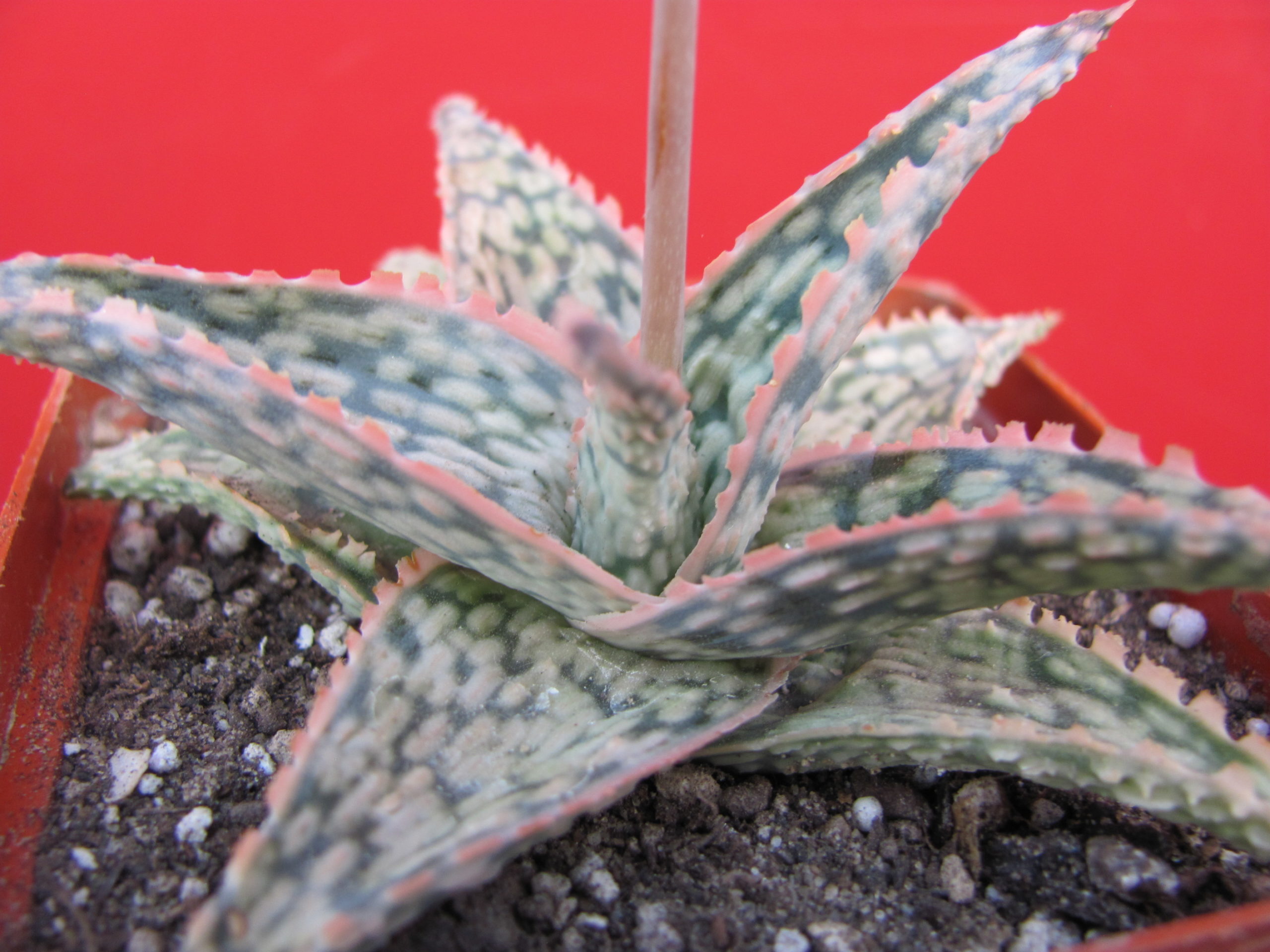 Aloe   hybr.     #11